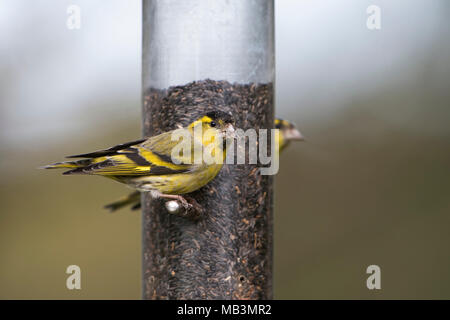 Ein männlicher Siskin (Carduelis spinus) auf einem Bird Feeder Essen niger Saatgut thront. Garten, Kildary, Schottland, Großbritannien Stockfoto