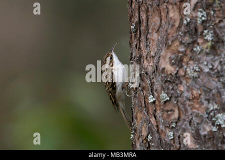 Ein eurasian Treecreeper (Certhia familiaris) Klettern auf einem Baumstamm, Kildary, Schottland, Großbritannien Stockfoto