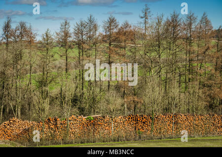 Holz gespeichert, in der Nähe eines woodmill, Downham, Lancashire, UK. Stockfoto