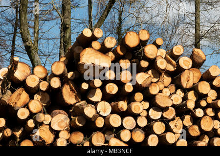 Holz gespeichert, in der Nähe eines woodmill, Downham, Lancashire, UK. Stockfoto