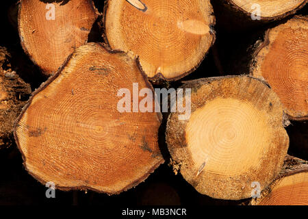 Holz gespeichert, in der Nähe eines woodmill, Downham, Lancashire, UK. Stockfoto