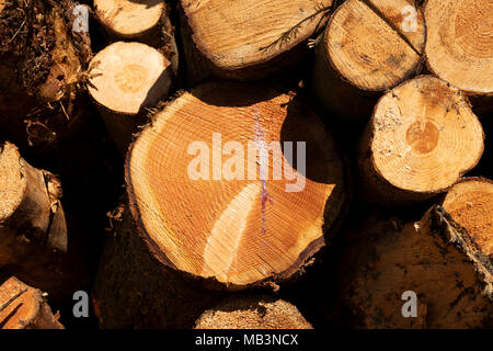 Holz gespeichert, in der Nähe eines woodmill, Downham, Lancashire, UK. Stockfoto