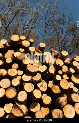 Holz gespeichert, in der Nähe eines woodmill, Downham, Lancashire, UK. Stockfoto