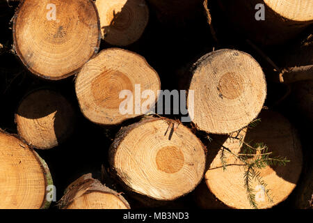 Holz gespeichert, in der Nähe eines woodmill, Downham, Lancashire, UK. Stockfoto