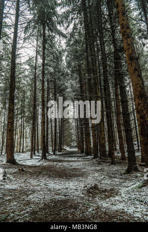 Eine Reihe von Bäumen in einem Wald mit frisch gefallenen Schnee. Stockfoto