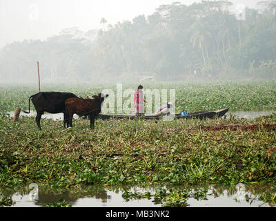 Jungen mit ihren Kühen in der Rückstau Bereich gesehen. Im Delta der Flüsse Ganga (Padma), Brahmaputra und Meghna Menschen leben auf dem Wasser. Bereich rund um die Stadt Banaripara mit Wasser geflutet wird. Die Menschen leben in Dörfern am Ufer des Flusses. Kein Straßenverkehr ist möglich. Nur Wasser und Schiffe verbinden Sie mit dem Rest der Welt. Aber die Gegend ist sehr lebhaft. Die Landwirte beim Anbau von Obst, Gemüse, Reis und Getreide auf 2 700 Quadratkilometer Land unter den Fluss. Anbieter besuchen ihre Kunden auf Booten. Schwimmende Märkte mit Gemüse, Obst, Reis oder Holz sind in diesem Bereich. Die Menschen b Stockfoto