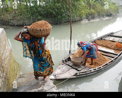 Frauen gesehen Reis Entladen vom Boot aus. Im Delta der Flüsse Ganga (Padma), Brahmaputra und Meghna Menschen leben auf dem Wasser. Bereich rund um die Stadt Banaripara mit Wasser geflutet wird. Die Menschen leben in Dörfern am Ufer des Flusses. Kein Straßenverkehr ist möglich. Nur Wasser und Schiffe verbinden Sie mit dem Rest der Welt. Aber die Gegend ist sehr lebhaft. Die Landwirte beim Anbau von Obst, Gemüse, Reis und Getreide auf 2 700 Quadratkilometer Land unter den Fluss. Anbieter besuchen ihre Kunden auf Booten. Schwimmende Märkte mit Gemüse, Obst, Reis oder Holz sind in diesem Bereich. Menschen bauen Schiffe Stockfoto