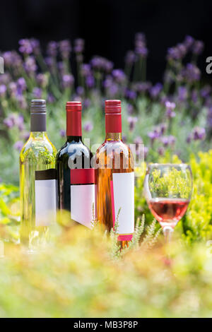 Auswahl an Weiß-, Rot- und Rose Wein mit Glas und Flaschen in unter den Blumen und Lavendel Stockfoto