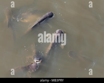 Gruppe von Braun Pangasius im Canal neben Tempel warten auf Touristen zu füttern Fischfutter Pellets, die Aktivität für Buddhistische Stockfoto