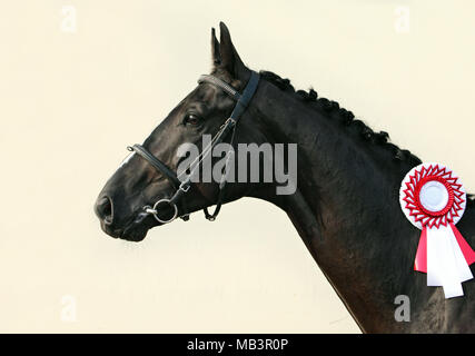Preisgekrönte schwarzen Rasse Pferd mit der Rosette Stockfoto