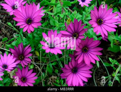 Osteospermum ecklonis African Daisy cape Ringelblume lila Blüten Stockfoto