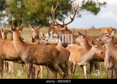 Eine Herde von captive Rotwild, Cervus elaphus, während der Brunftzeit. 16. Oktober 2010. Stockfoto