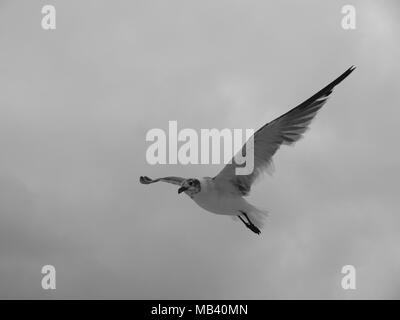 Möwen am Strand im Sommer an der New Jersey Shore Stockfoto