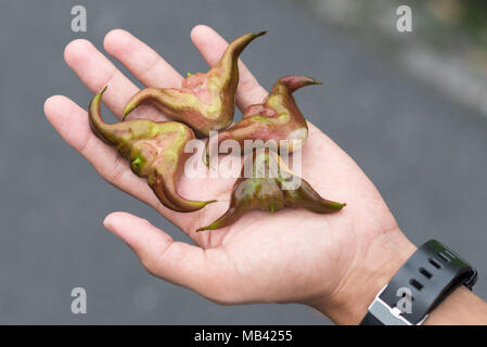 Wasser caltrop Samen auf dem Palm. Schwimmende wasser Kastanien closeup Stockfoto