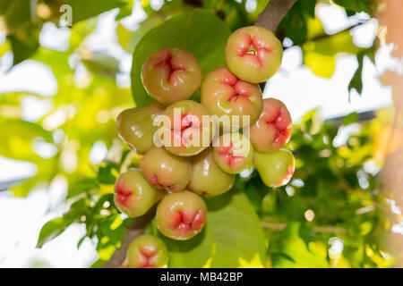 Syzygium Früchte und Blätter auf einem Ast in einem tropischen Garten mit unscharfen Vegetation von Sonnenschein im Hintergrund leuchtet Stockfoto