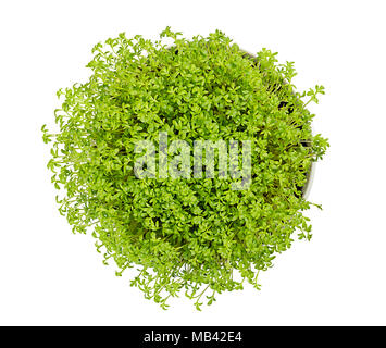 Gartenkresse in Weiß Schüssel, von oben über Weiß. Microgreen und genießbare Kraut. Frische Sprossen und junge Blätter. Auch Senf, Kresse oder pepperwort. Stockfoto