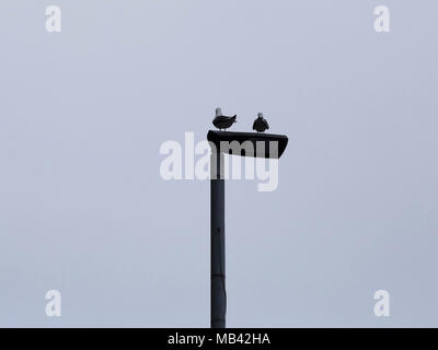 Zwei Möwen sitzen auf einem Lamp Post Stockfoto