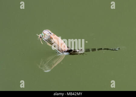 Midge (Chironomus plumosus) sich aus der Puppe. Weibliche imago von Nicht-Beißenden midge in der Familie Chironomidae Stockfoto