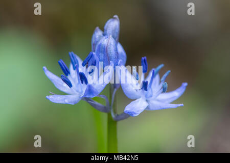 Blumen von Scilla sp. angezeigt blau Staubbeuteln. Frühling - blühende Glühbirne in der Familie Asparagaceae, blühen in Badewanne Botanische Gärten Stockfoto