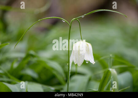 Weiß blühenden Snakes Kopf fritillary (Fritillaria meleagris). Weisse glockenförmige Blüte Frühling-blühenden Lampe in der Familie Liliaceae. Stockfoto