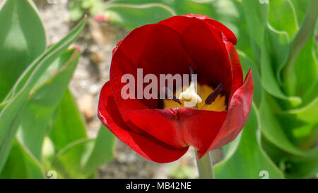 Tulip National Velvet closeup 1. Stockfoto