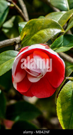 Rote und weiße Camellia japonica closeup 1. Stockfoto