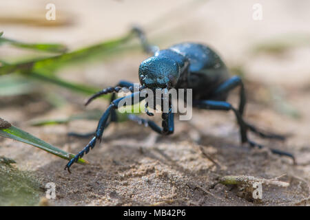 Schwarzes Öl Käfer (Meloe proscarabaeus) weiblich. Europäischen Käfer in der Familie Meloidae, ein Nest Parasit der solitären Bienen Stockfoto