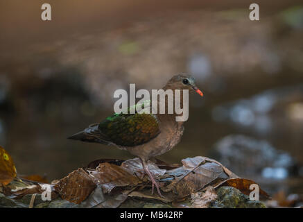 Die gemeinsame Emerald Taube, Asiatische emerald Taube, oder grau-capped Emerald dove (Chalcophaps indica) Stockfoto
