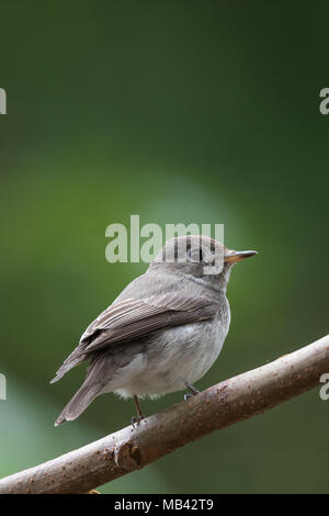 Die asiatische Braun schopftyrann (Muscicapa dauurica) ist ein Schmetterling (Tagfalter) aus der Familie der schopftyrann Muscicapidae. Stockfoto