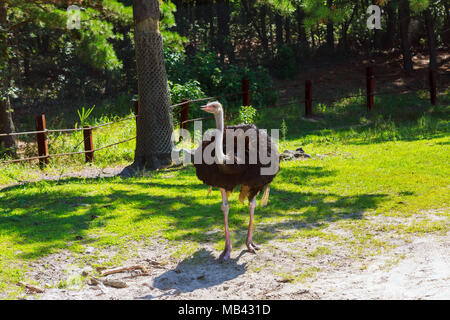 Strauße stehen mit Hals in der grünen Wiese überquert Stockfoto