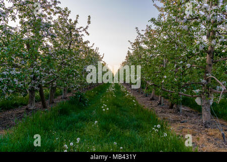 Apple Orchard, Apfelbäume in voller Blüte Stockfoto