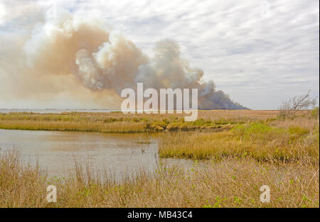 Wildfire im Bayou im Sabine National Wildlife Refuge in Louisiana Stockfoto