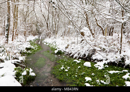 Ein Strom fließt durch verschneite Bäume in Boyton in Wiltshire. Stockfoto