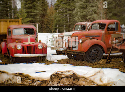 Alte 1940er Ford, Chevy und GMC Trucks in einem bewaldeten Bereich geparkt, in Noxon, Montana. Dieses Bild wurde mit einem antiken Petzval objektiv geschossen und Zeichen zeigen Stockfoto