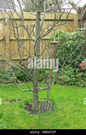 Fünf säulig, minarette Obstbäume nicht nehmen viel Speicherplatz in einen kleinen Garten, aber produzieren schwerem Erntegut von Apfel, Birne, Pflaume, Zwetschge und reineclaude. Stockfoto