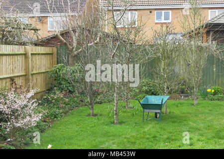 Fünf säulig, minarette Obstbäume nicht nehmen viel Speicherplatz in einen kleinen Garten, aber produzieren schwerem Erntegut von Apfel, Birne, Pflaume, Zwetschge und reineclaude. Stockfoto