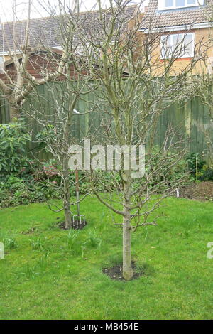 Fünf säulig, minarette Obstbäume nicht nehmen viel Speicherplatz in einen kleinen Garten, aber produzieren schwerem Erntegut von Apfel, Birne, Pflaume, Zwetschge und reineclaude. Stockfoto