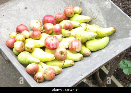 Eine Ernte von homegrown Äpfel und Birnen in der Schubkarre gesammelt Stockfoto