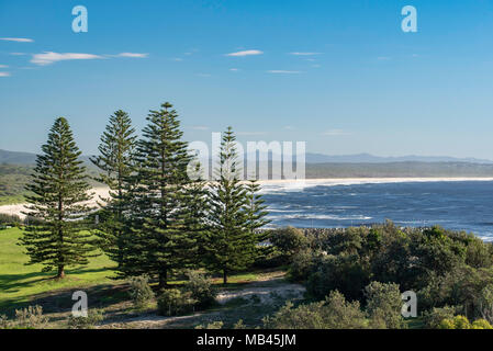 Blick nach Norden von Forster Strand, schwarzer Kopf, NSW, Australien mit großen Norfolk Insel Kiefern (Araucaria araucana) Stockfoto