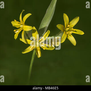 Gelber Stern von Bethlehem (Gagea lutea) Stockfoto