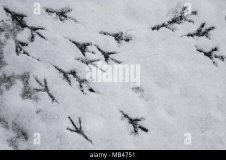 Vogel spoor im Schnee Stockfoto