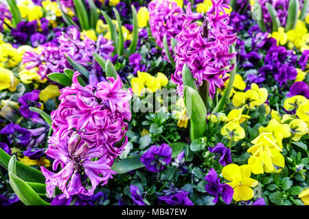 Gemischte Hyacinthus und Pansies, Viola, Frühlingsblumen Frühlingsbettpflanzen Stockfoto