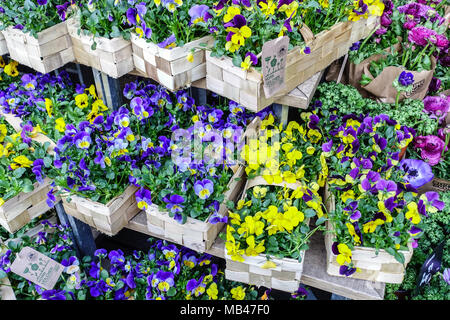 Stiefmütterchen, Viola Tricolor zum Verkauf im Korb Frühlingsbeet Pflanzen Shopping Stiefmütterchen beginnen Stockfoto