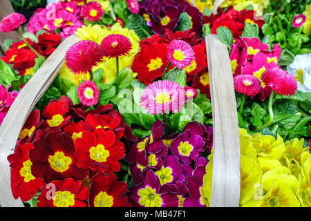Gartenpolyanthus, Primrose, Primula acaulis, Primrosen und Gartenkultivare von Gänseblümchen in einem Korb zum Verkauf Frühlingsbettpflanzen zum Verkauf Stockfoto