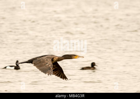 RSPB Blacktoft Sands 6 April 2018: Grau kalt für Watvögel, Grasmücken und raptors an Englands größte intertidal Schilfrohr, home Geländeläufer hohe Wasser entlang Versand Route der Fluss Ouse als konik Ponys zu Marsh halten die Marsh in gutem Zustand durch Beweidung. Clifford Norton Alamy Leben Nachrichten. Stockfoto