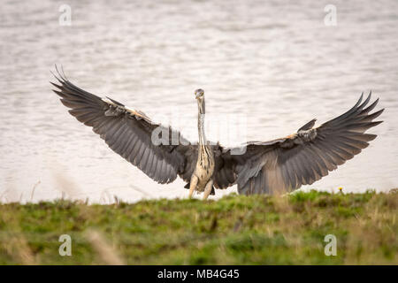 RSPB Blacktoft Sands 6 April 2018: Grau kalt für Watvögel, Grasmücken und raptors an Englands größte intertidal Schilfrohr, home Geländeläufer hohe Wasser entlang Versand Route der Fluss Ouse als konik Ponys zu Marsh halten die Marsh in gutem Zustand durch Beweidung. Clifford Norton Alamy Leben Nachrichten. Stockfoto