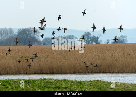 RSPB Blacktoft Sands 6 April 2018: Grau kalt für Watvögel, Grasmücken und raptors an Englands größte intertidal Schilfrohr, home Geländeläufer hohe Wasser entlang Versand Route der Fluss Ouse als konik Ponys zu Marsh halten die Marsh in gutem Zustand durch Beweidung. Clifford Norton Alamy Leben Nachrichten. Stockfoto