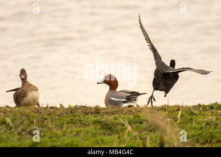 RSPB Blacktoft Sands 6 April 2018: Grau kalt für Watvögel, Grasmücken und raptors an Englands größte intertidal Schilfrohr, home Geländeläufer hohe Wasser entlang Versand Route der Fluss Ouse als konik Ponys zu Marsh halten die Marsh in gutem Zustand durch Beweidung. Clifford Norton Alamy Leben Nachrichten. Stockfoto