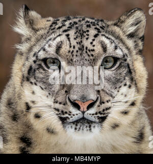 Frontale Portrait von Snow Leopard gegen Coloful Hintergrund Stockfoto