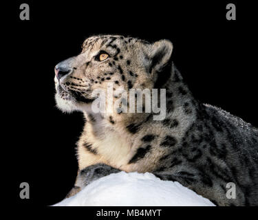 Porträt einer Snow Leopard sitzend im Schnee und in der Sonne aalen Stockfoto